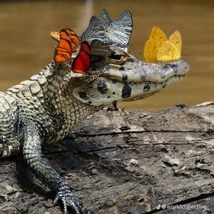 Meet your Posher, Isabella